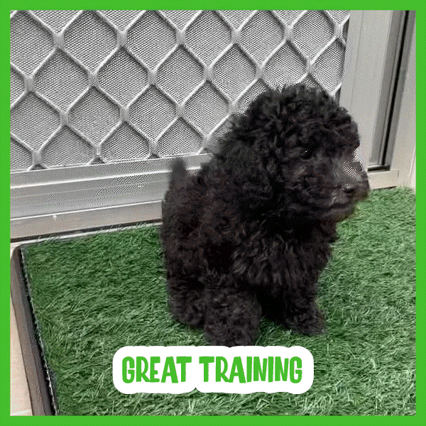 Grass hundematte - Doggo